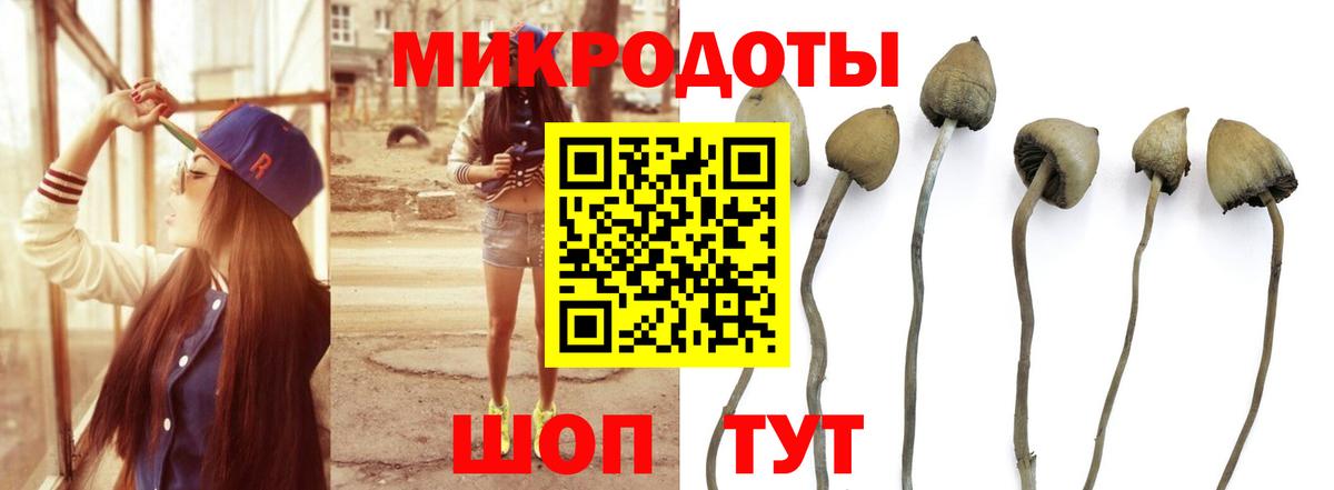 Галлюциногенные грибы Psilocybine cubensis Котлас
